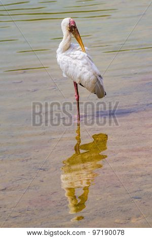 lesser adjutant