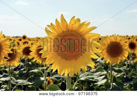 Sunny sunflower
