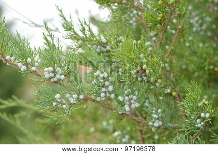 branch of juniper