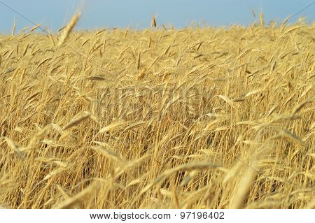 Ears of corn