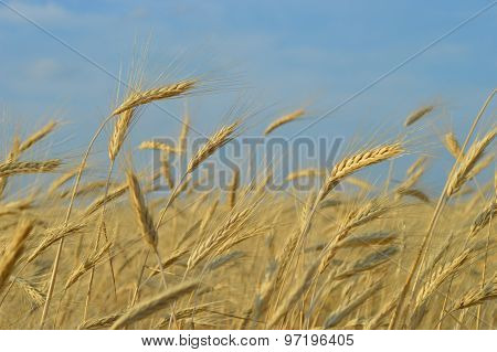 Ears of corn