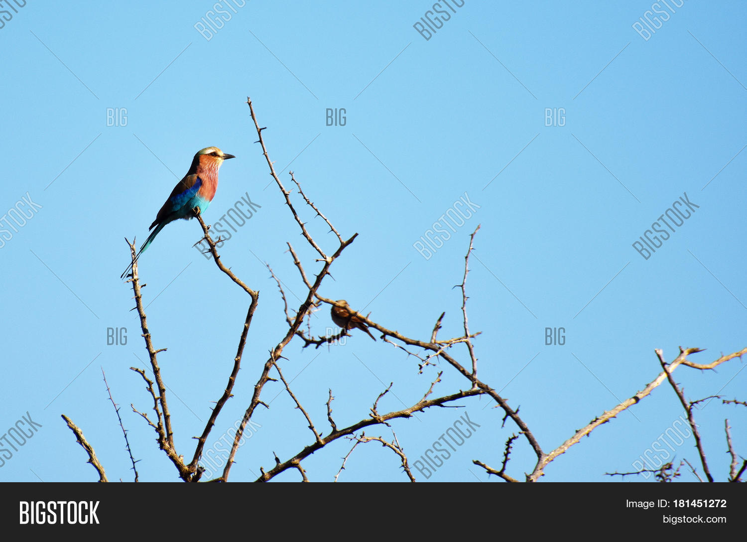 Image Preview