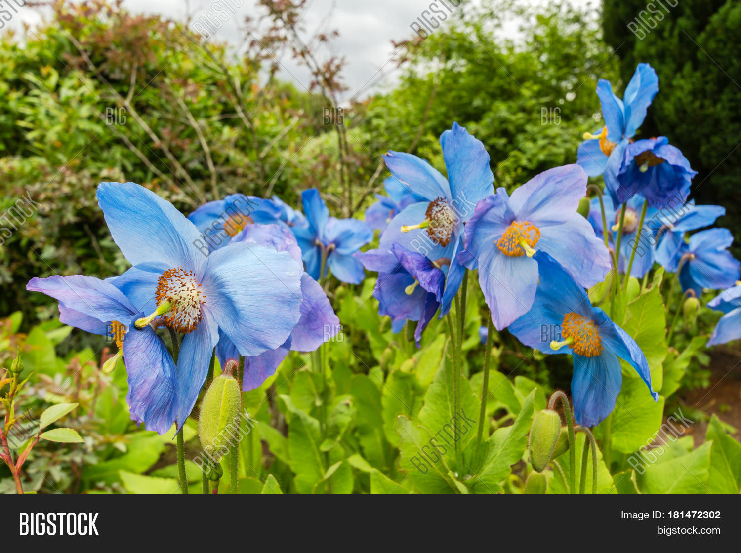 Image Preview