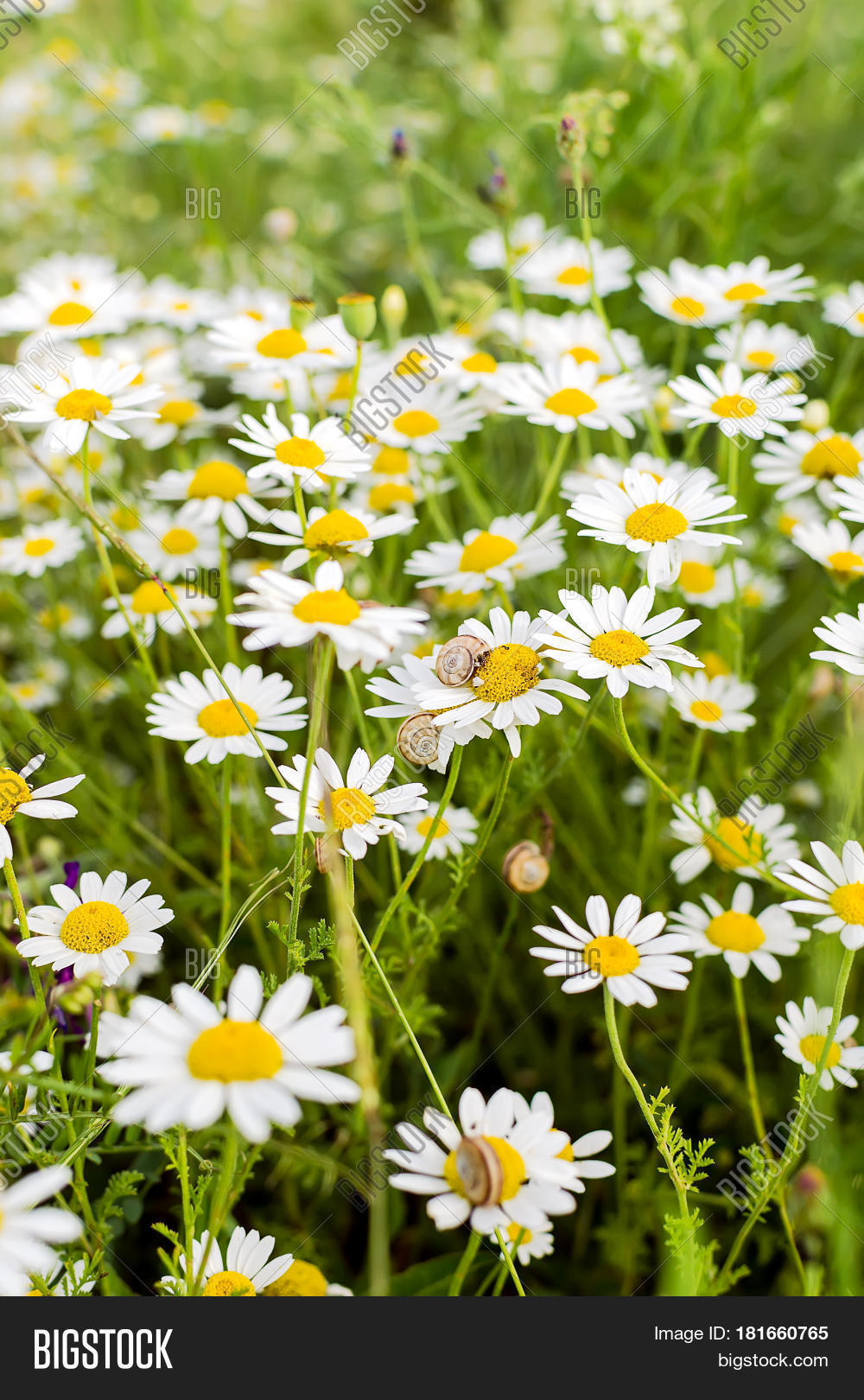 Wild Chamomile Flowers Image & Photo (Free Trial) Bigstock