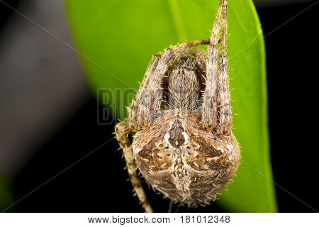 Neoscona Rufofemorata Is A Species Within The Kingdom Animalia, Family Araneidae. English Vernacular