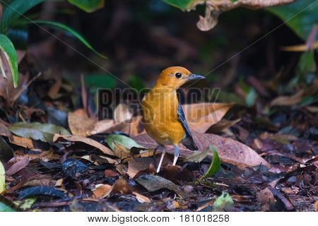 Orange-headed Thrush (geokichla Citrina) Bird