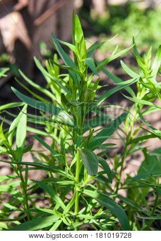 bush plants tarragon as background close up macro.