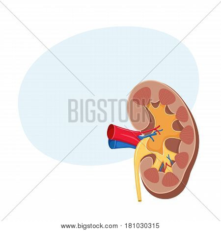 Human kidney anatomy. Medical science vector illustration. Internal organ: ureter and tract, ranal artery, aorta and vein