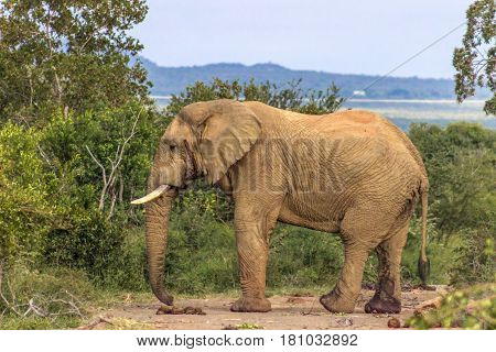 African bush elephant (loxodonta africana) in Marakele national park