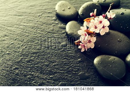 Beautiful pink Spa Flowers on Spa Hot Stones on Water Wet Background. Side Composition. Copy Space. Spa Concept. Dark Background. Toning.