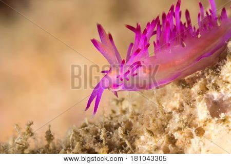 Flabellina Rubrolineata Nudibranch, Sea Slug