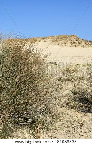 Natural Grass And Plants On The Sand Dunes