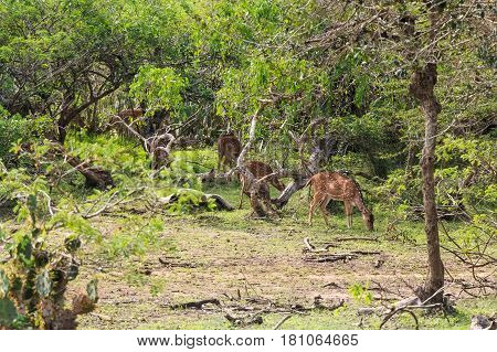 Group of cheetal deers or Axis graze in Yala