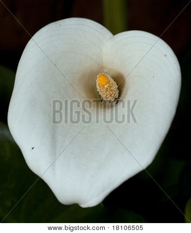 Közeli kép a fehér arum Lilly fehér
