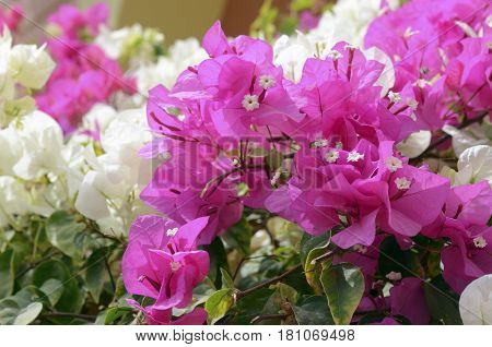 White and pink Lesser bougainvillea Bougainvillea glabra , blooms in the garden, soft focus and sunlight. Beautiful flower background.