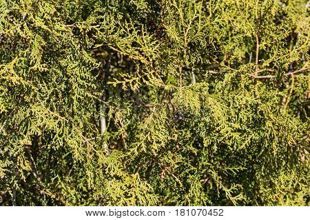 Closeup of green branches of thuja tree