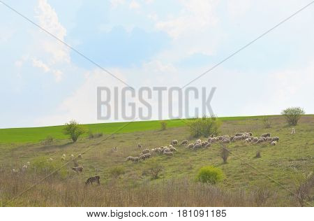 Herd of ships in spring time, in during day