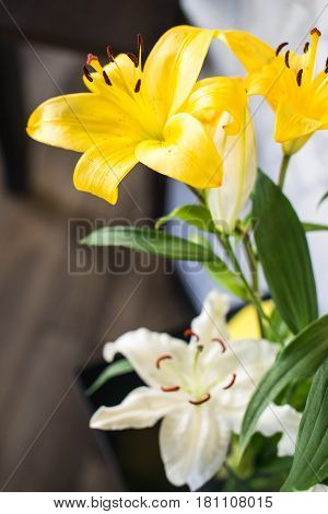 Beautiful yellow lily flower, gentle white flower over simple background, spring time season