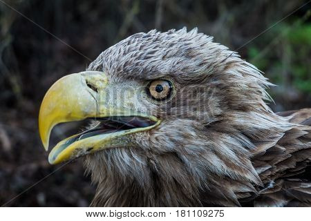 Eagle Close Up Portrait with natural light