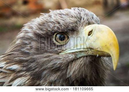 Eagle Close Up Portrait with natural light