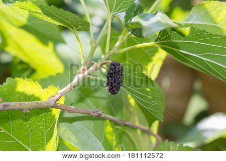 black Mulberry fruit on the branch. fresh organic mulberry fruit. black ripe and red unripe mulberries on the branch.