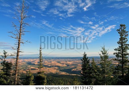 Looking Through Evergreen Trees into the Wallowa Valley Oregon USA