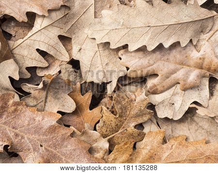 Yellow oak leaves in the forest texture