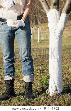 Spring Protection Of Fruit Trees In The Garden