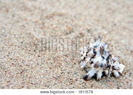Shell