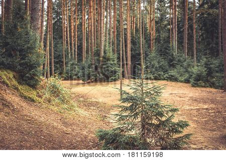 Fabulous wood edge with fir tree and ground covered with fir needles in vintage colors