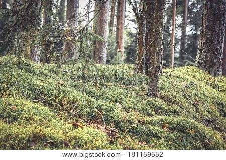 Fabulous thickets in mysterious forest with twigs covered with moss and grass in vintage colors
