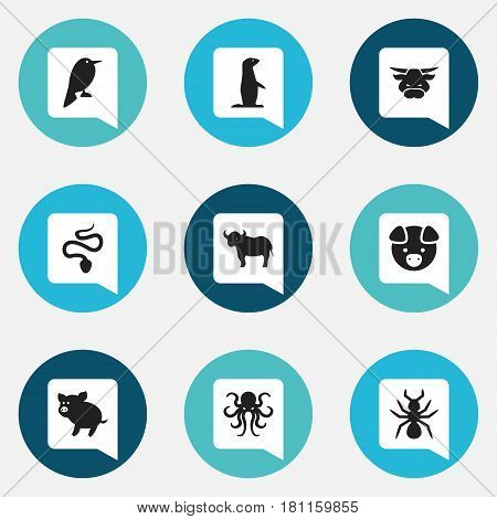 Set Of 9 Editable Zoo Icons. Includes Symbols Such As Tentacle, Philomel, Hog And More. Can Be Used For Web, Mobile, UI And Infographic Design.