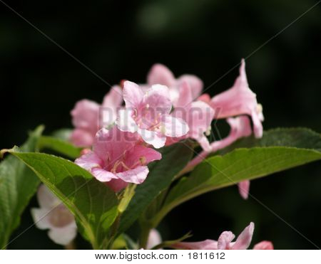 Weigelia