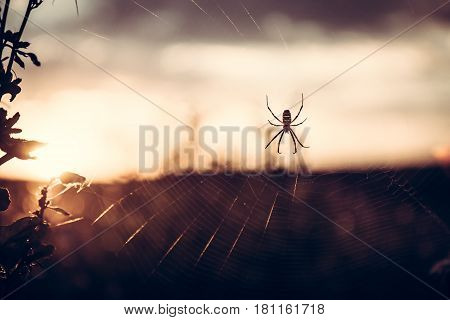 Spider on web in summer meadow during sunset with back light in vintage colors with copy space
