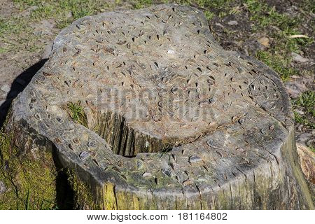 A tree stump with coins embedded into it in the Lake District in Cumbria UK. The coins are knocked into fallen tree trunk by passers-by in the hope that it will bring them good fortune.