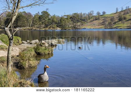 The picturesque scenery of Tarn Hows in the Lake District in Cumbria UK.