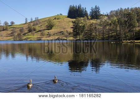 The picturesque scenery of Tarn Hows in the Lake District in Cumbria UK.