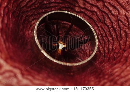 The ring is in the center of the flower (Stapelia Grandiflora)