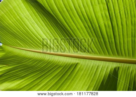 textured bright and shiny fresh banana leaf for background