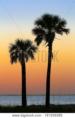 A pair of palm trees are silhouetted by a colorful sundown sky over the Gulf of Mexico at Tarpon Springs Florida.