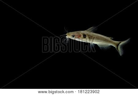 Catfishes In Aquarium , Naked Catfishes, Bagrid Catfishes