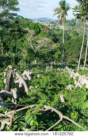 Ylang Ylang Tree On The Island Of Mayotte