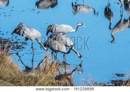 Cranes at Lake Hornborga during migration at springtime in Sweden. During its peak late March - early April up to 20000 cranes can be counted daily.