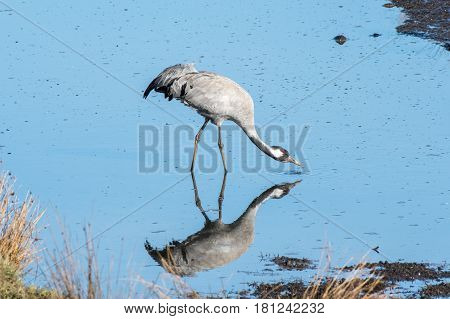 Cranes at Lake Hornborga during migration at springtime in Sweden. During its peak late March - early April up to 20000 cranes can be counted daily.