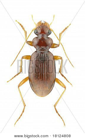 Leistus Ferrugineus