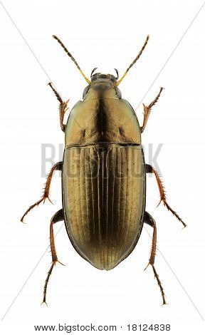 Amara Aenea