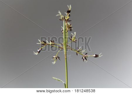 Flowers of the field wood rush grass (Luzula campestris)