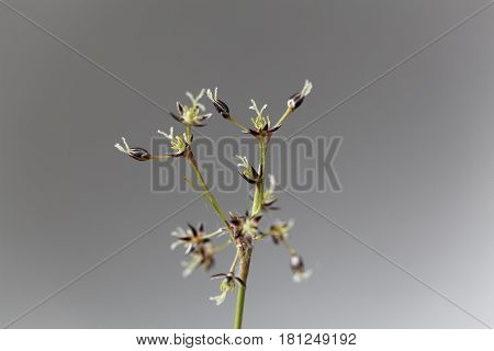 Flowers of the field wood rush grass (Luzula campestris)