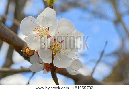 Flowering apricot tree in spring - white flowering