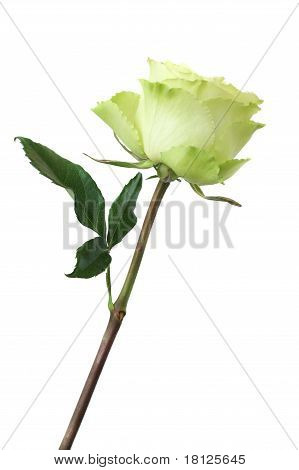 yellow rose